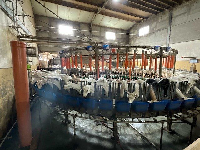 Boumatic rotary melkparlor / melkend roto melksysteem - afbeelding 6 van  10