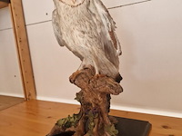 Brocante: uil op tak in hars - afbeelding 1 van  4