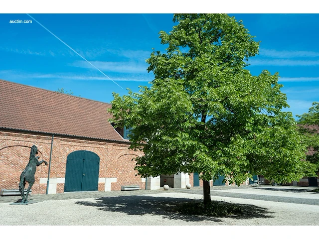 Bronzen monumentaal steigerend paard jan... - afbeelding 8 van  12