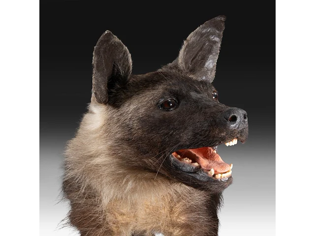 Brown hyena (parahyaena brunnea) full mount, taxidermy trophy, h 85 cm - afbeelding 2 van  11