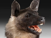Brown hyena (parahyaena brunnea) full mount, taxidermy trophy, h 85 cm - afbeelding 2 van  11
