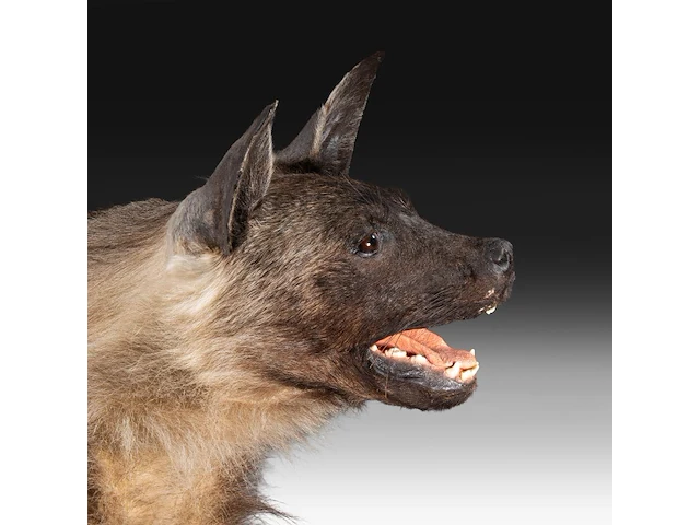 Brown hyena (parahyaena brunnea) full mount, taxidermy trophy, h 85 cm - afbeelding 3 van  11