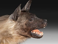 Brown hyena (parahyaena brunnea) full mount, taxidermy trophy, h 85 cm - afbeelding 3 van  11