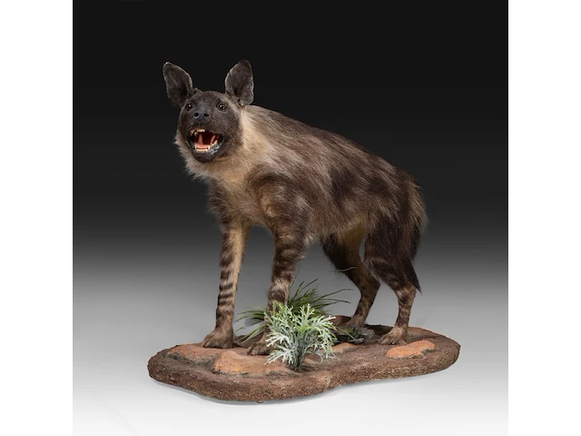 Brown hyena (parahyaena brunnea) full mount, taxidermy trophy, h 85 cm - afbeelding 1 van  11