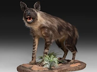 Brown hyena (parahyaena brunnea) full mount, taxidermy trophy, h 85 cm