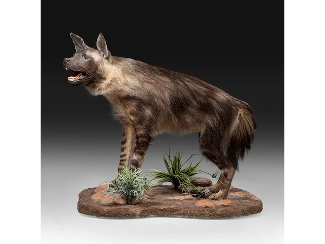 Brown hyena (parahyaena brunnea) full mount, taxidermy trophy, h 85 cm - afbeelding 4 van  11