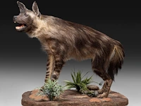 Brown hyena (parahyaena brunnea) full mount, taxidermy trophy, h 85 cm - afbeelding 4 van  11