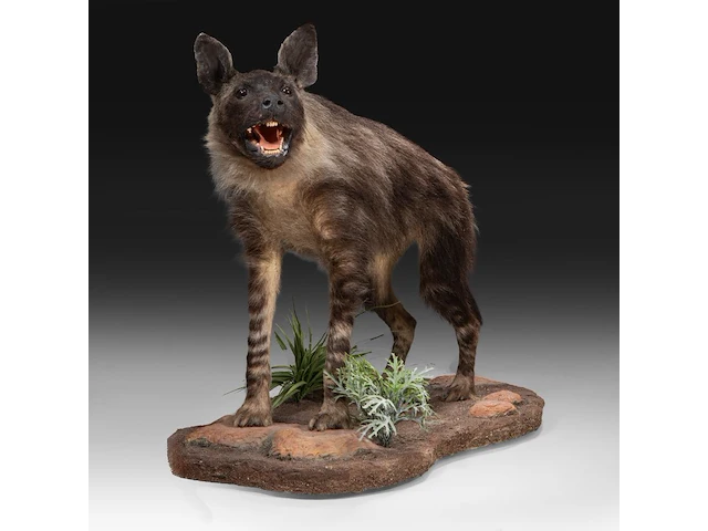 Brown hyena (parahyaena brunnea) full mount, taxidermy trophy, h 85 cm - afbeelding 5 van  11
