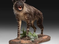 Brown hyena (parahyaena brunnea) full mount, taxidermy trophy, h 85 cm - afbeelding 5 van  11
