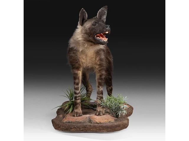 Brown hyena (parahyaena brunnea) full mount, taxidermy trophy, h 85 cm - afbeelding 6 van  11