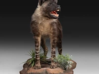 Brown hyena (parahyaena brunnea) full mount, taxidermy trophy, h 85 cm - afbeelding 6 van  11