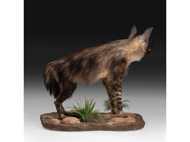Brown hyena (parahyaena brunnea) full mount, taxidermy trophy, h 85 cm - afbeelding 7 van  11