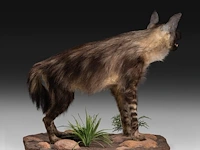 Brown hyena (parahyaena brunnea) full mount, taxidermy trophy, h 85 cm - afbeelding 7 van  11