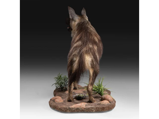 Brown hyena (parahyaena brunnea) full mount, taxidermy trophy, h 85 cm - afbeelding 8 van  11