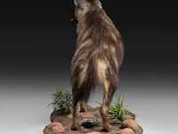 Brown hyena (parahyaena brunnea) full mount, taxidermy trophy, h 85 cm - afbeelding 8 van  11