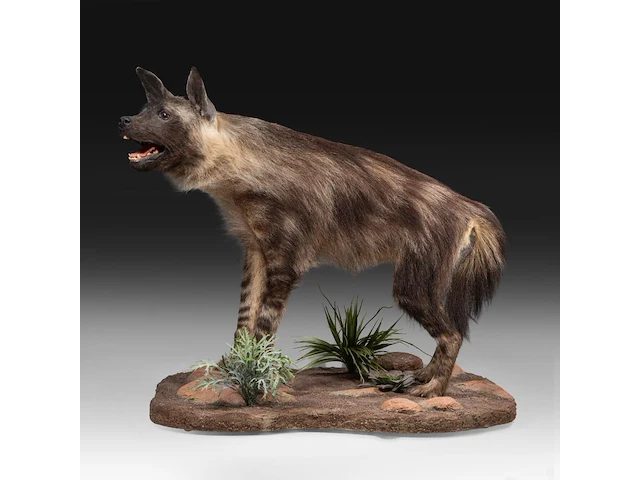 Brown hyena (parahyaena brunnea) full mount, taxidermy trophy, h 85 cm - afbeelding 9 van  11