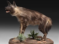 Brown hyena (parahyaena brunnea) full mount, taxidermy trophy, h 85 cm - afbeelding 9 van  11
