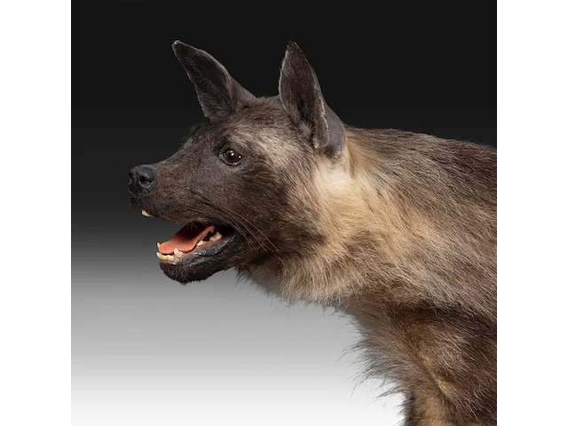 Brown hyena (parahyaena brunnea) full mount, taxidermy trophy, h 85 cm - afbeelding 10 van  11