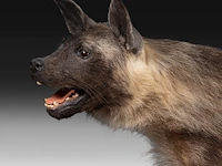 Brown hyena (parahyaena brunnea) full mount, taxidermy trophy, h 85 cm - afbeelding 10 van  11