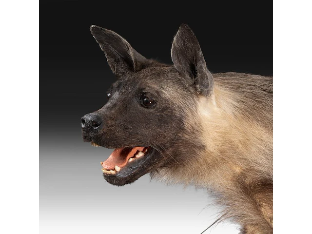 Brown hyena (parahyaena brunnea) full mount, taxidermy trophy, h 85 cm - afbeelding 11 van  11