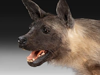 Brown hyena (parahyaena brunnea) full mount, taxidermy trophy, h 85 cm - afbeelding 11 van  11