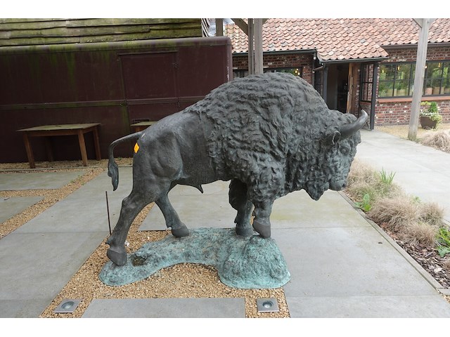 Buffel - afbeelding 1 van  4