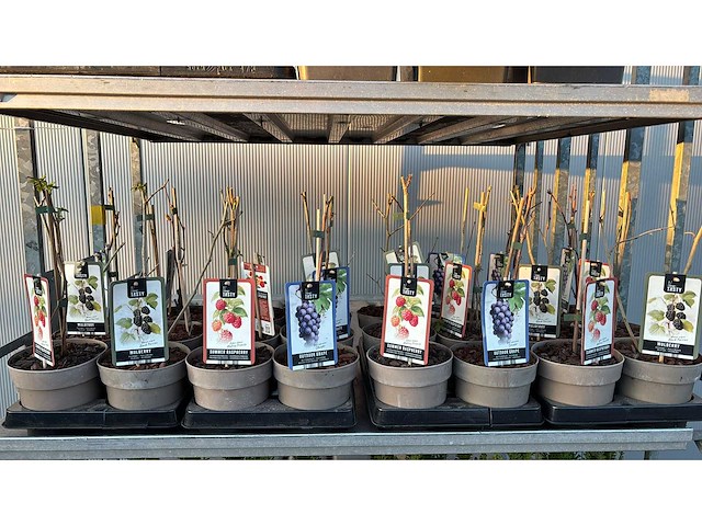 Buiten druif, zomer framboos, moerbei vrucht- / fruitboom mix (24x) - afbeelding 1 van  2
