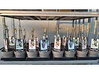 Buiten druif, zomer framboos, moerbei vrucht- / fruitboom mix (24x) - afbeelding 1 van  2