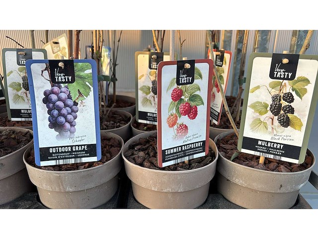 Buiten druif, zomer framboos, moerbei vrucht- / fruitboom mix (24x) - afbeelding 2 van  2