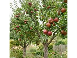 Bulk-veiling : appelbomen