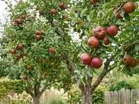 Bulk-veiling : appelbomen