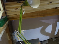 Bureaulamp - afbeelding 2 van  4