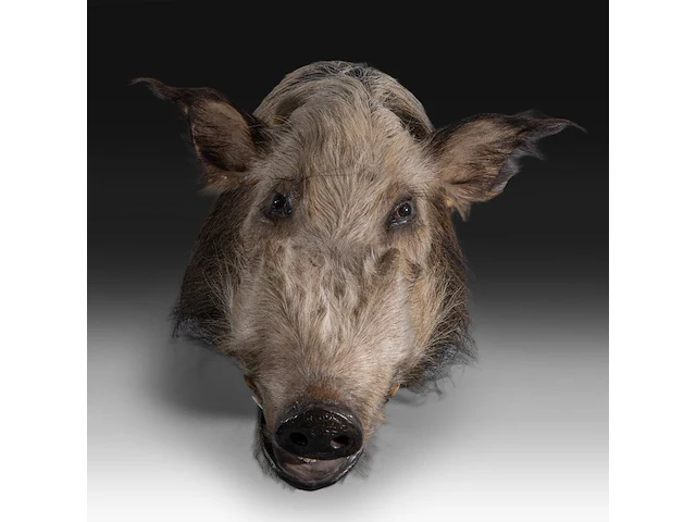 Bushpig (potamochoerus larvatus) shoulder mount, taxidermy trophy, h 40 cm - afbeelding 1 van  3
