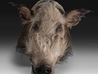 Bushpig (potamochoerus larvatus) shoulder mount, taxidermy trophy, h 40 cm