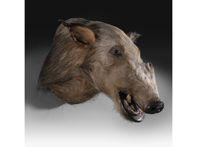 Bushpig (potamochoerus larvatus) shoulder mount, taxidermy trophy, h 40 cm - afbeelding 2 van  3