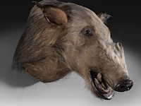 Bushpig (potamochoerus larvatus) shoulder mount, taxidermy trophy, h 40 cm - afbeelding 2 van  3