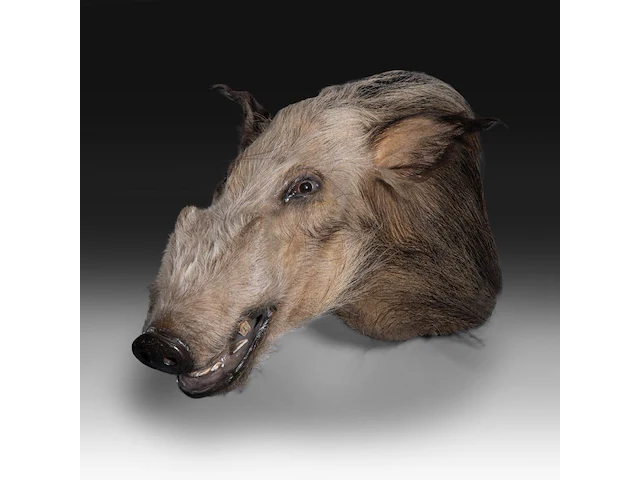 Bushpig (potamochoerus larvatus) shoulder mount, taxidermy trophy, h 40 cm - afbeelding 3 van  3