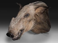 Bushpig (potamochoerus larvatus) shoulder mount, taxidermy trophy, h 40 cm - afbeelding 3 van  3
