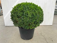 Buxus (2x)