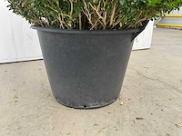 Buxus (2x) - afbeelding 3 van  4