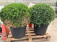 Buxus (2x) - afbeelding 4 van  4