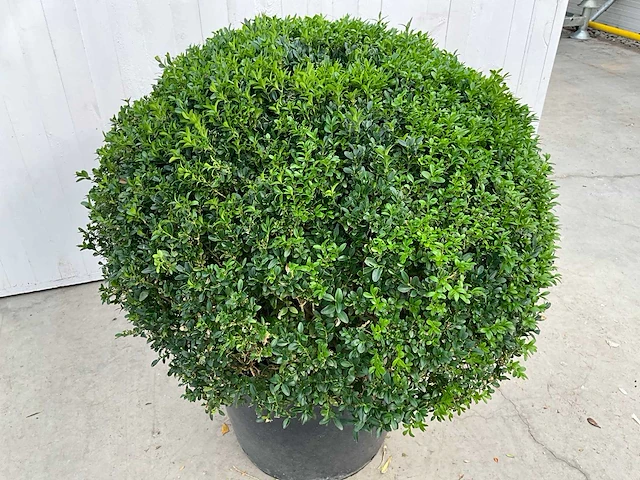Buxus (2x) - afbeelding 2 van  4