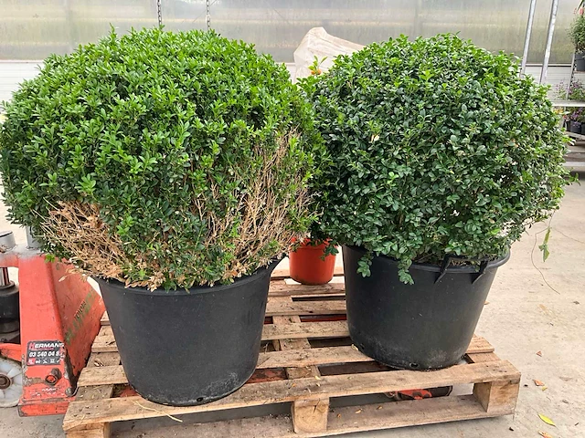 Buxus (2x) - afbeelding 4 van  4