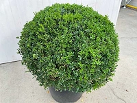 Buxus (2x) - afbeelding 2 van  4