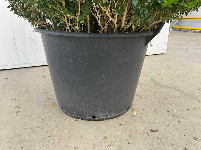 Buxus (2x) - afbeelding 3 van  4