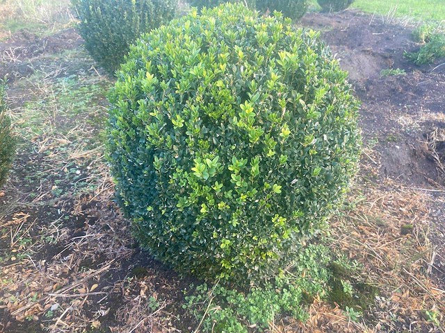 Buxus bol 60 diameter vaste plant (5x) - afbeelding 1 van  1