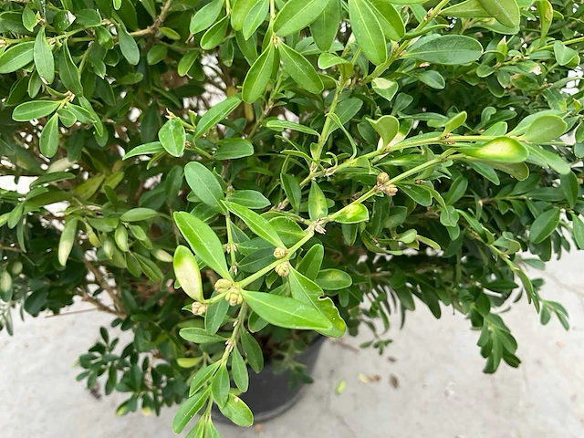 Buxus rococo (50x) - afbeelding 3 van  6