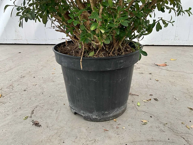 Buxus rococo (50x) - afbeelding 4 van  6