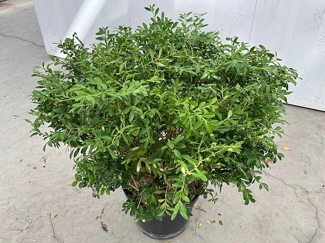 Buxus rococo (50x) - afbeelding 2 van  6