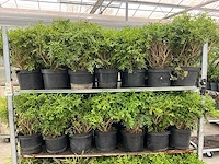 Buxus rococo (50x) - afbeelding 5 van  6